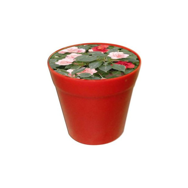 Business-Töpfchen Impatiens
