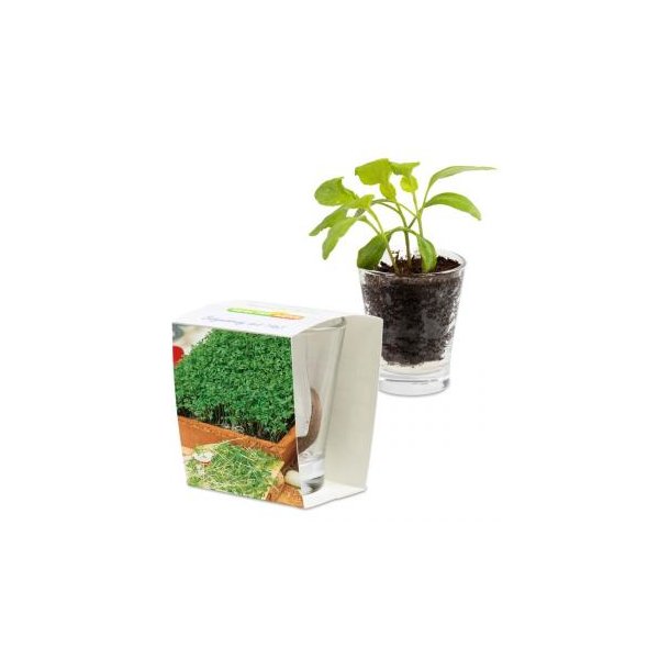 Caffeino-Glas - Gartenkresse