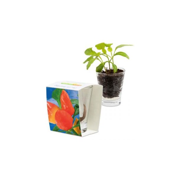 Caffeino-Glas - Gewürzpaprika
