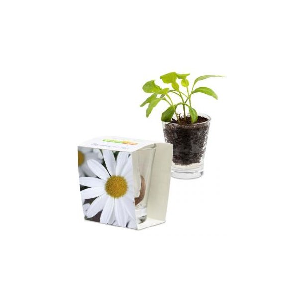 Caffeino-Glas - Margerite