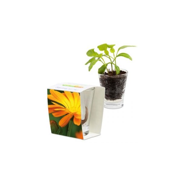 Caffeino-Glas - Ringelblume