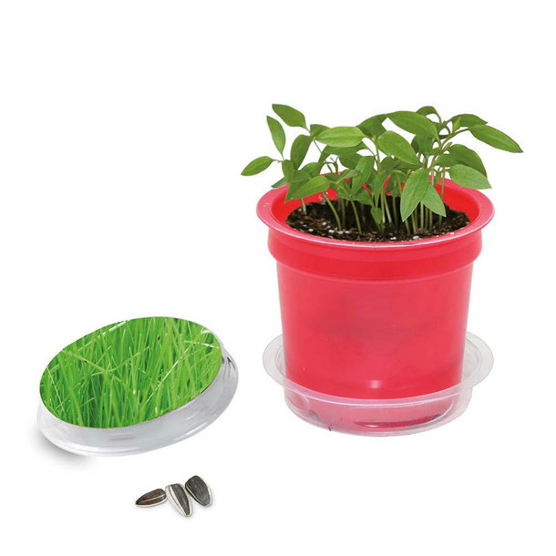 Florero-Töpfchen mit Samen - rot - Gras