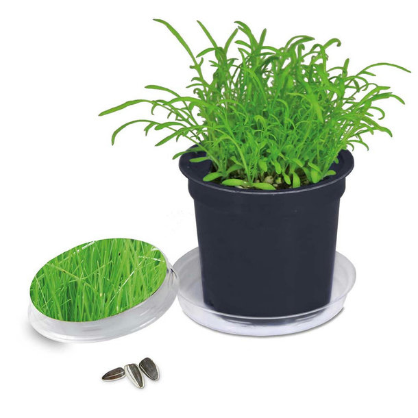 Florero-Töpfchen mit Samen - schwarz - Gras