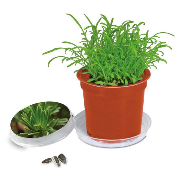 Florero-Töpfchen - terracotta - Fichte