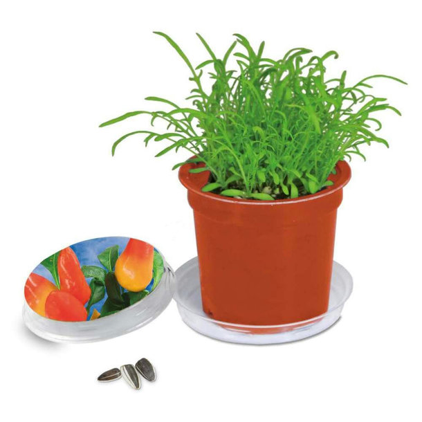 Florero-Töpfchen mit Samen - terracotta - Gewürzpaprika