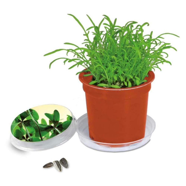 Florero-Töpfchen mit Samen - terracotta - Glücksklee-Zwiebel (* Je nach Verfügbarkeit der Glücksklee-Zwiebeln)