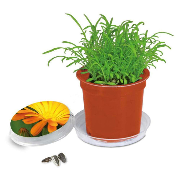 Florero-Töpfchen - terracotta - Ringelblume