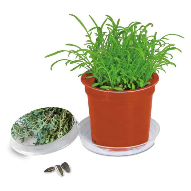 Florero-Töpfchen mit Samen - terracotta - Thymian