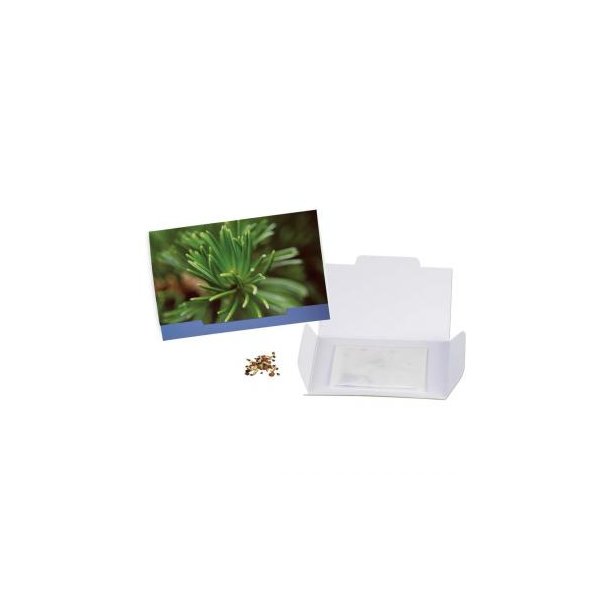 Flower-Card - Fichte