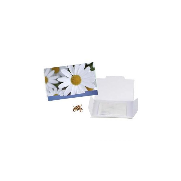 Flower-Card - Margerite