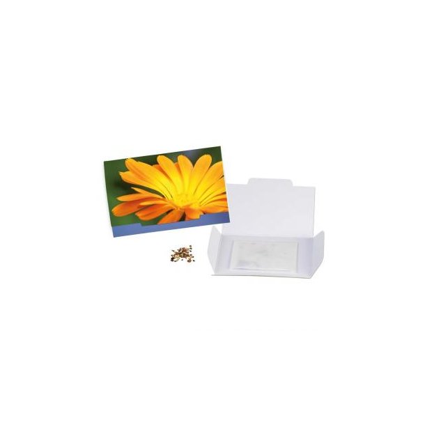 Flower-Card - Ringelblume