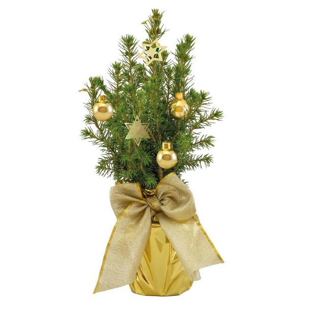 Gold-Bäumchen 20-30 cm