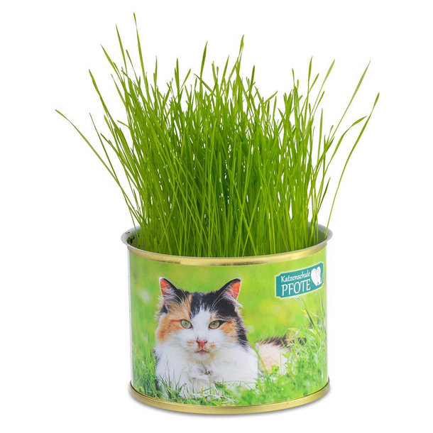 Katzen-Gras
