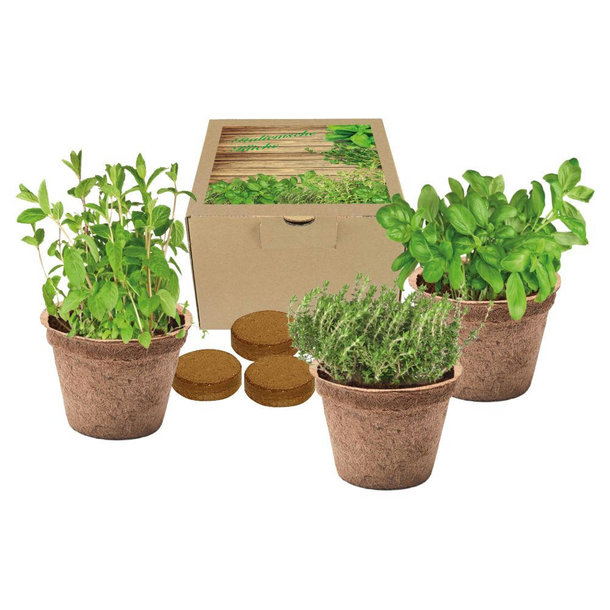 Kokos-Pflanz-Set Italienische Küche