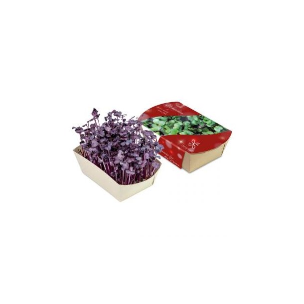 Microgreens-Gärtchen - Radies Sango