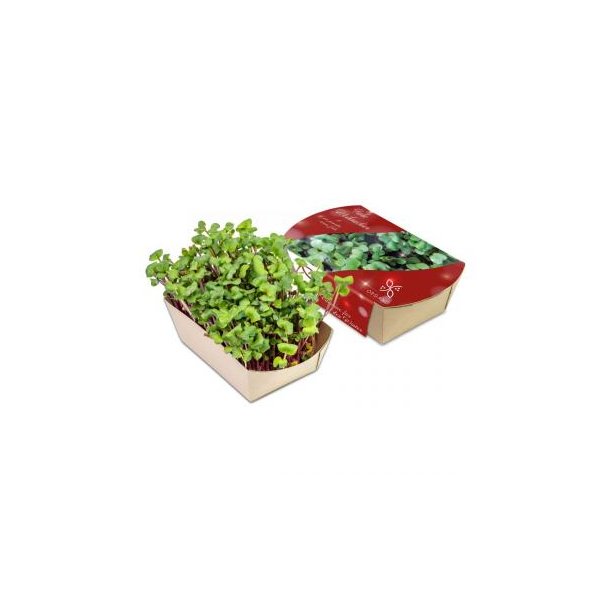 Microgreens-Gärtchen - Rettich China Rose