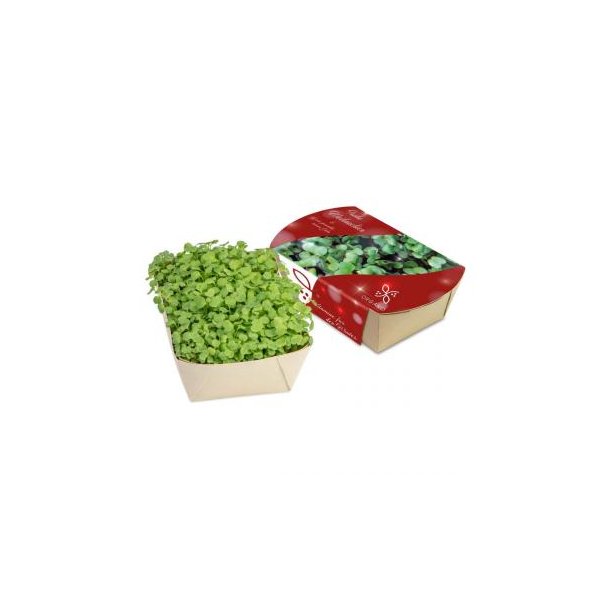 Microgreens-Gärtchen - Salatrauke