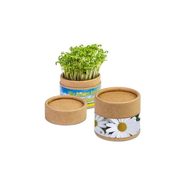 Pflanz-Cup - Margerite