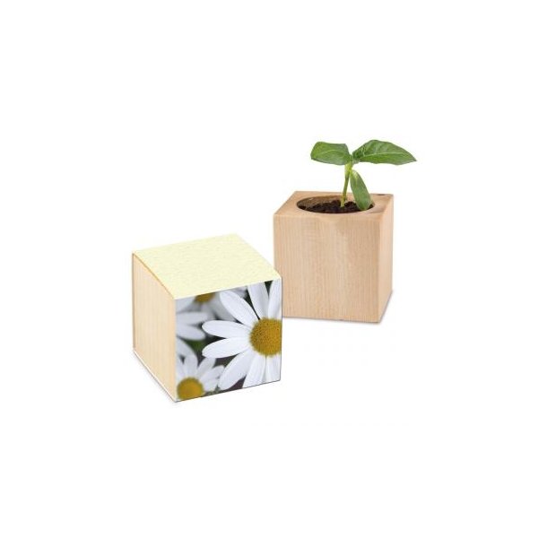 Pflanz-Holz Graspapier - Margerite
