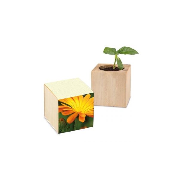 Pflanz-Holz Graspapier inkl. 1 Seite gelasert - Ringelblume