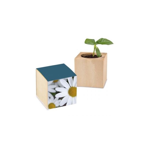 Pflanz-Holz Standardpapier inkl. 2 Seiten gelasert - Margerite