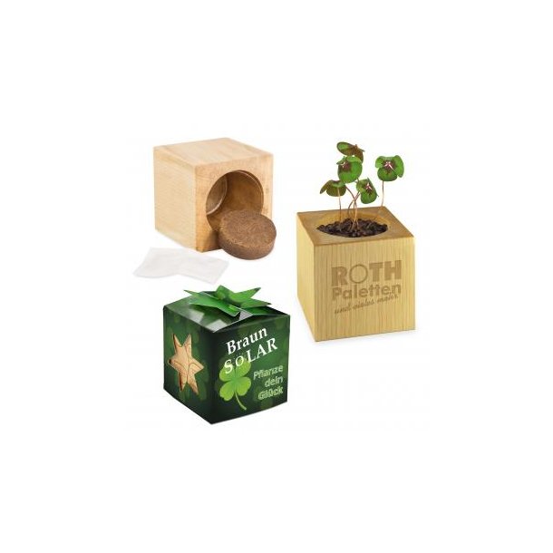 Pflanz-Holz Star-Box Glücksklee - 2 Seiten gelasert  (* Je nach Verfügbarkeit der Glücksklee-Zwiebeln)