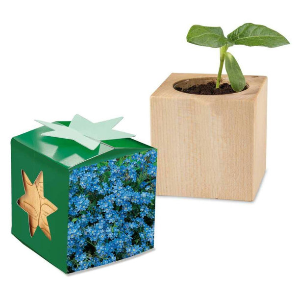 Pflanz-Holz Star-Box - Vergissmeinnicht, 2 Seiten gelasert