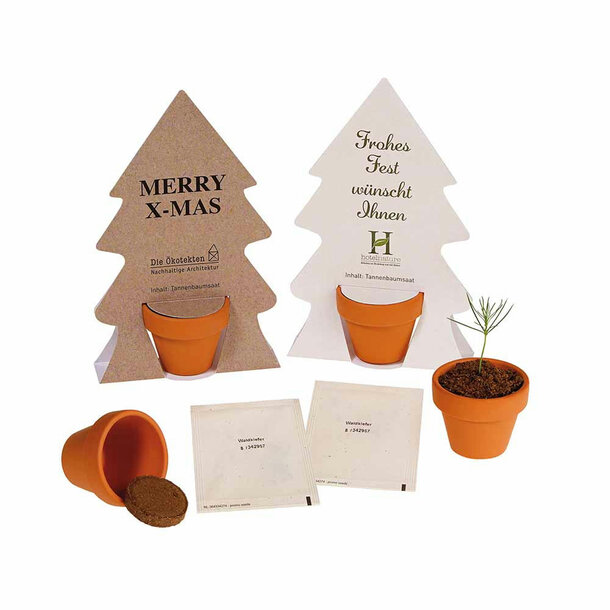 Tiny Tree - Samenset - Rotfichte