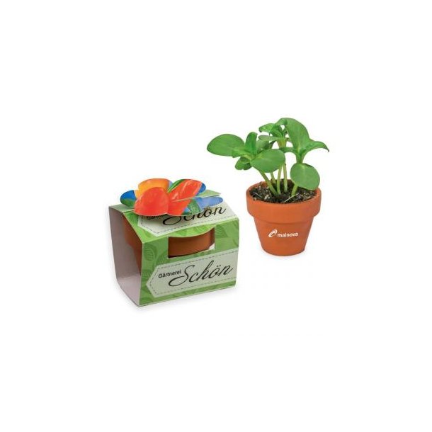 Tontöpfchen-Blume - Gewürzpaprika inkl. Tampondruck