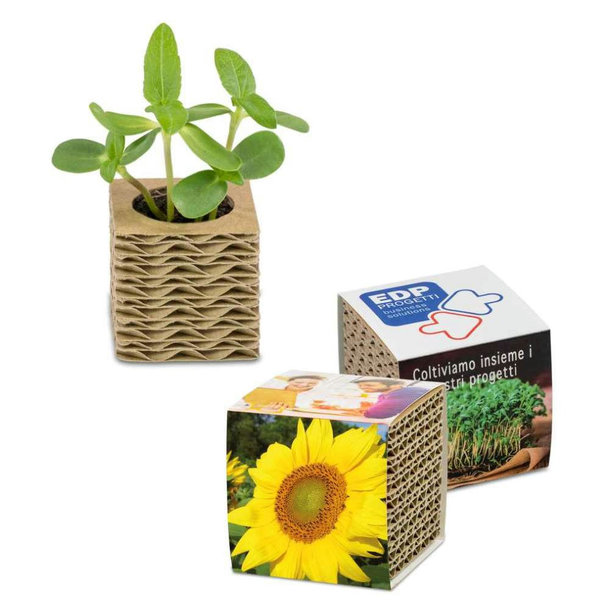 Wellkarton-Pflanzwürfel Mini mit Samen - Sonnenblume