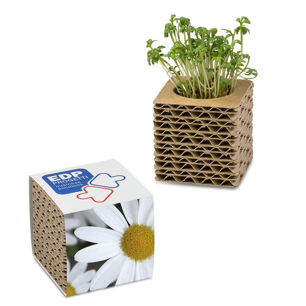 Wellkarton-Pflanzwürfel mit Samen - Margerite