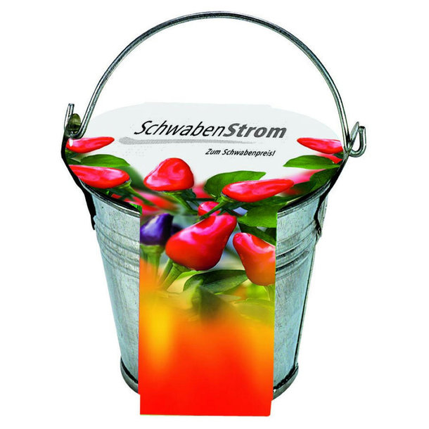 Zinkeimerchen Chili