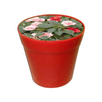 Business-Töpfchen Impatiens