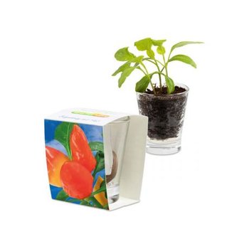 Caffeino-Glas - Gewürzpaprika