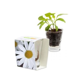 Caffeino-Glas - Margerite