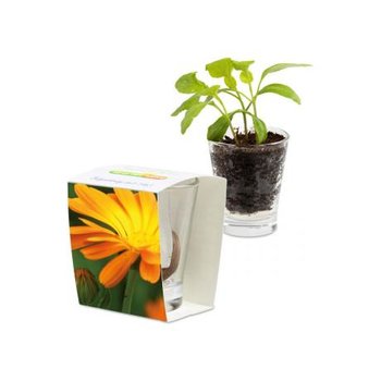 Caffeino-Glas - Ringelblume
