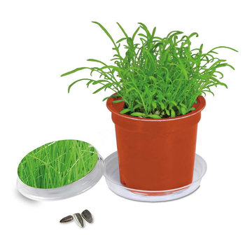 Florero-Töpfchen mit Samen - terracotta - Gras