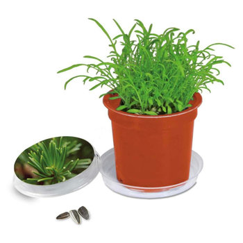 Florero-Töpfchen - terracotta - Fichte