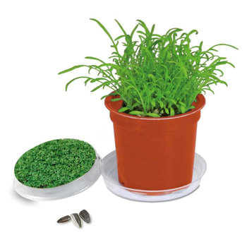 Florero-Töpfchen mit Samen - terracotta - Gartenkresse