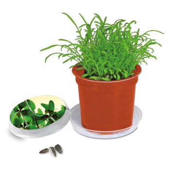 Florero-Töpfchen mit Samen - terracotta - Glücksklee-Zwiebel (* Je nach Verfügbarkeit der Glücksklee-Zwiebeln)