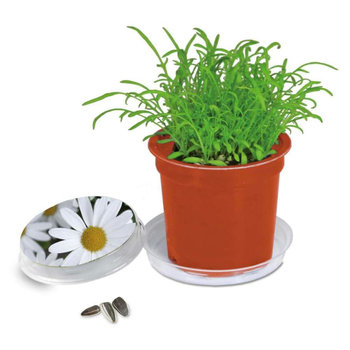 Florero-Töpfchen mit Samen - terracotta - Margerite