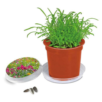 Florero-Töpfchen mit Samen - terracotta - Sommerblumenmischung