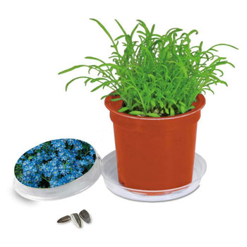 Florero-Töpfchen mit Samen - terracotta - Vergissmeinnicht