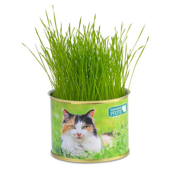 Katzen-Gras
