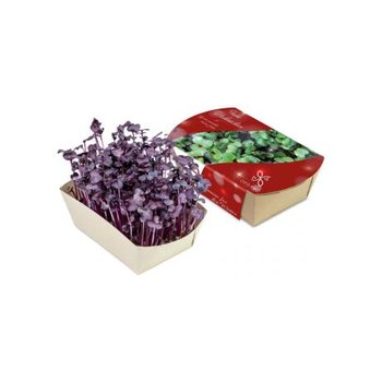 Microgreens-Gärtchen - Radies Sango