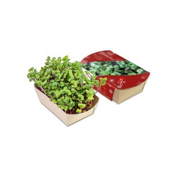 Microgreens-Gärtchen - Rettich China Rose