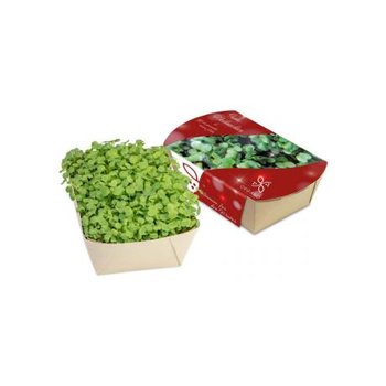 Microgreens-Gärtchen - Salatrauke