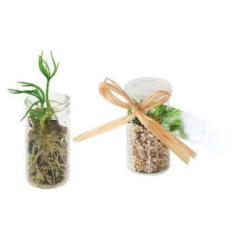 Mini-Glasshouse Fichte