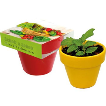 Naschgemüse Colour Mini-Gurke