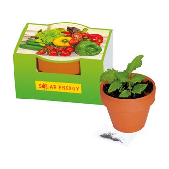 Naschgemüse-Töpfchen Mini-Gurke